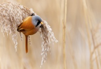 Sykorice vousata - Panurus biarmicus - Bearded Reedling o3406